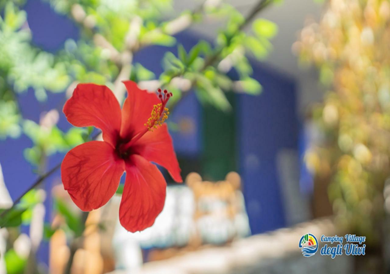 Camping Village Degli Ulivi มัตตีนาตา ภายนอก รูปภาพ